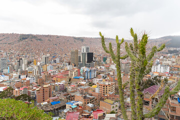 Obraz premium La Paz, Bolivia - February 02, 2025: Andean Cactus in Foreground with La Paz City Skyline and Densely Populated Hillsides