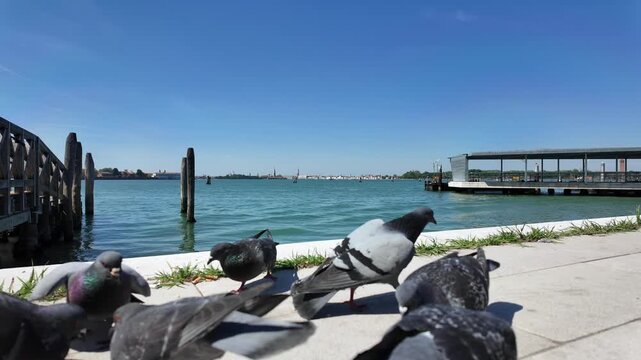 Pigeons feast on crumbled breadsticks along the shore of the Venetian lagune at Lido Santa Maria Elisabetta.