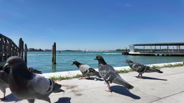 Pigeons feast on crumbled breadsticks along the shore of the Venetian lagune at Lido Santa Maria Elisabetta.