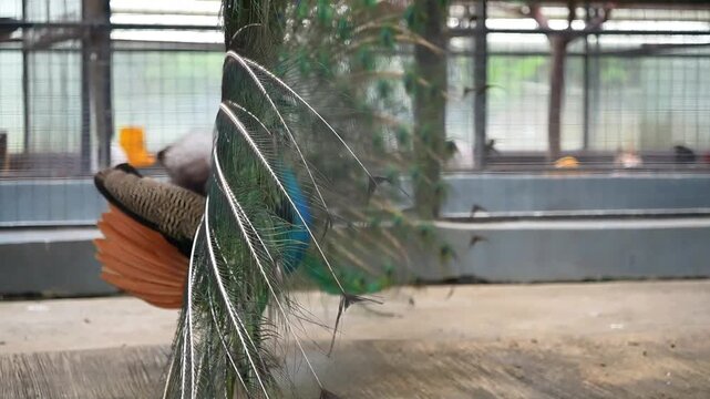 the view of back peacock feathers during mating dance, close up of blue peacock feathers when its out, watching peacock dance from the side of cage
