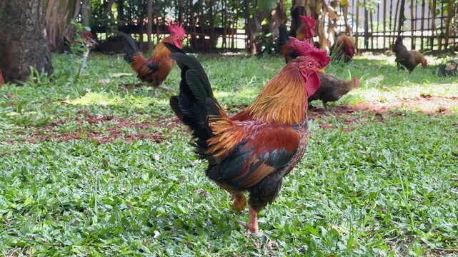 close up of a red junglefowl in the garden taking steps and looking fierce, group of rooster and hen standing and foraging in the background, wild rooster behaviour in nature footage