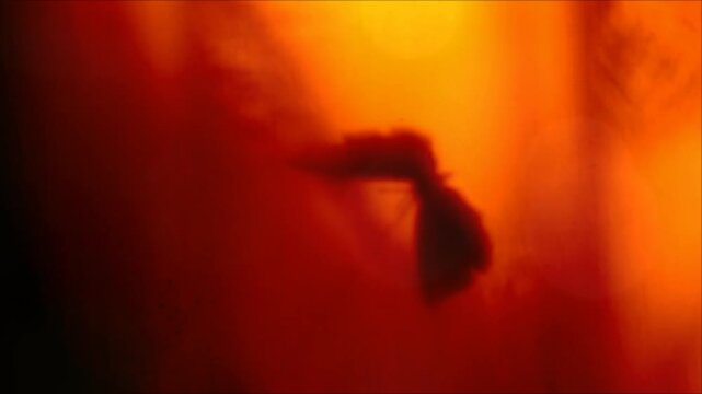 Shadow of dancing woman, hand and shadow of dragonfly in glowing blurred light. Her carefree demeanor embodies freedom and happiness. Moment of the silence. Cinematic effect. Sustainable lifestyle