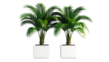 Obraz premium Two potted green palm trees, each in a white square planter
