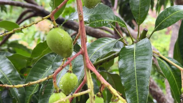Small green mango fruits covered with rain drops grow on a branch among large leaves while the plant develops fresh seasonal produce. Fresh harvest.