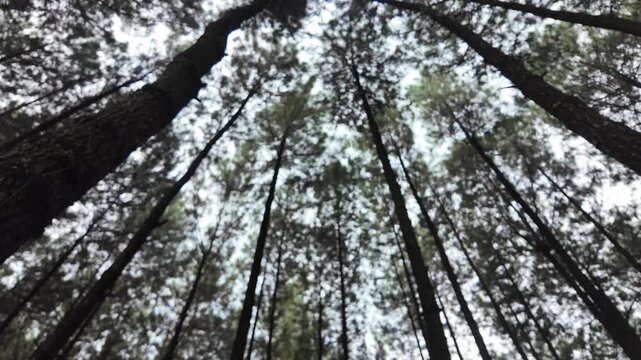 A dizzying low-angle perspective looking up at the high canopy of a pine forest, with tree tops swaying against a bright sky.