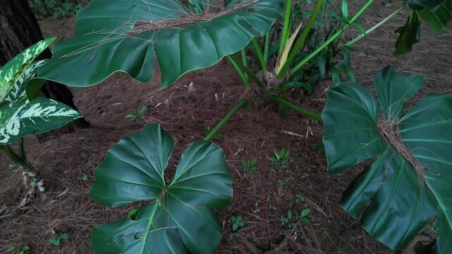 Vibrant dark green Philodendron leaves growing on the pine needle-covered ground of a forest, showcasing tropical floor vegetation.