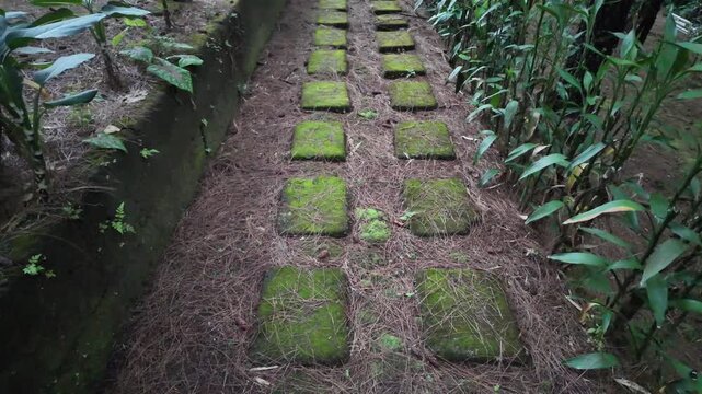 A group of Dieffenbachia or similar tropical broad-leaf plants growing in a row on a bed of dried pine needles in a park.
