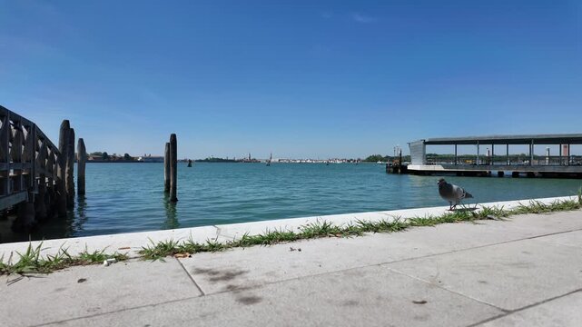 Pigeons feast on crumbled breadsticks along the shore of the Venetian lagune at Lido Santa Maria Elisabetta.
