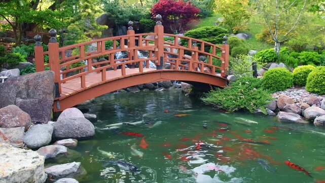 A small bridge crosses a koi pond with colorful fish in the Japanese Garden at Dubuque Arboretum and Botanical Gardens in Dubuque Iowa