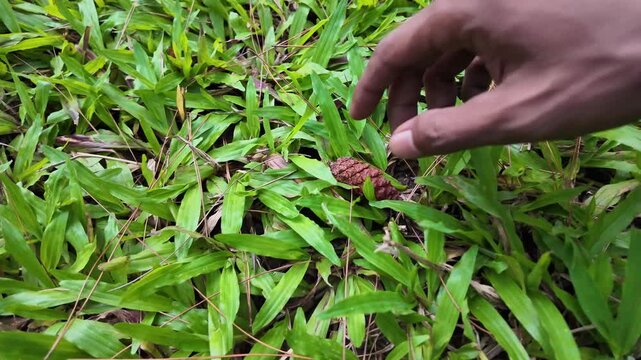 A single brown pine cone fallen on a bed of vibrant green grass, showing a natural contrast of colors and textures.