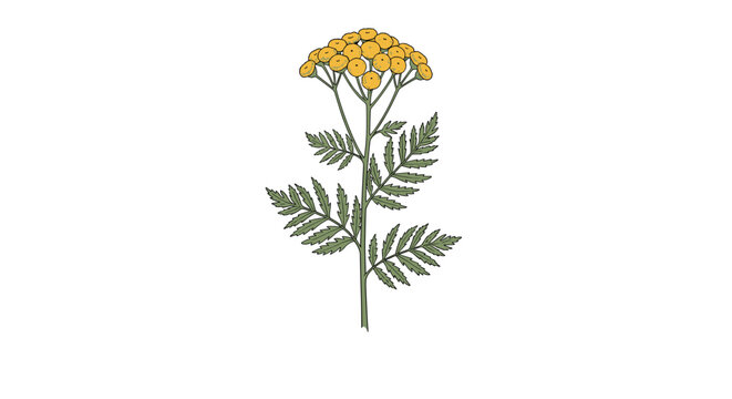 Botanical drawing of a common tansy plant featuring clusters of small yellow button-like flowers and feathery green leaves on a stem.