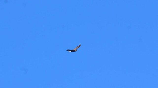 Golden eagle (Aquila chrysaetos) soaring majestically through a cloudless bright blue sky while hunting in the open wilderness 4k 120fps slow motion footage