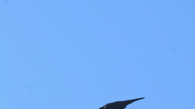 Golden eagle (Aquila chrysaetos) bird of prey soaring majestically across a vast clear blue sky during bright daylight 4k 120fps slow motion footage