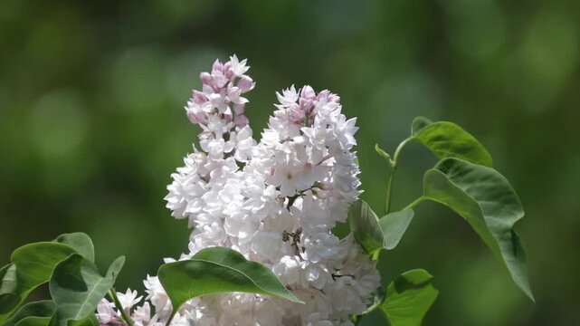 bee on a flower