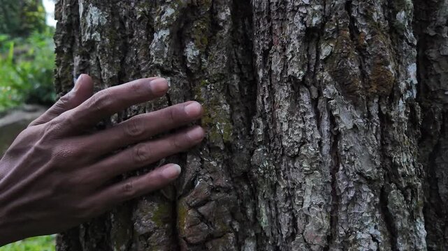 A detailed static shot of the rugged and weathered bark of a pine tree, highlighting the natural patterns of aged timber.