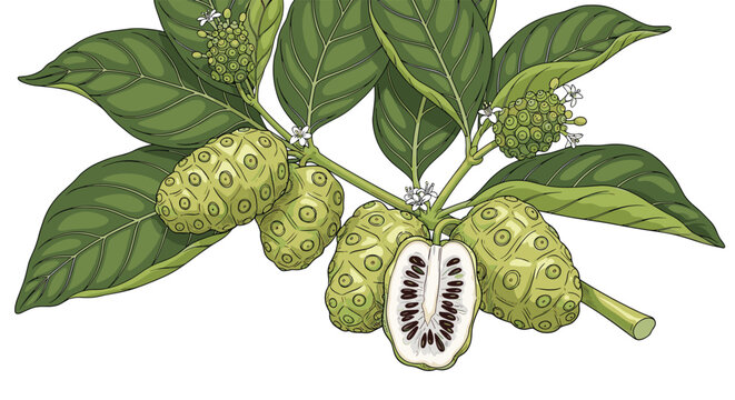 Botanical illustration of a noni plant branch with green leaves, ripe fruits, a sliced half showing seeds, and small flowers.