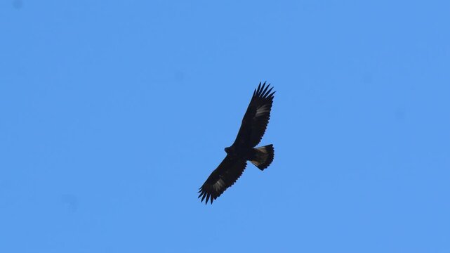 Golden eagle (Aquila chrysaetos) soaring across a cloudless blue sky with wide wingspan in natural daylight 4k 120fps slow motion footage