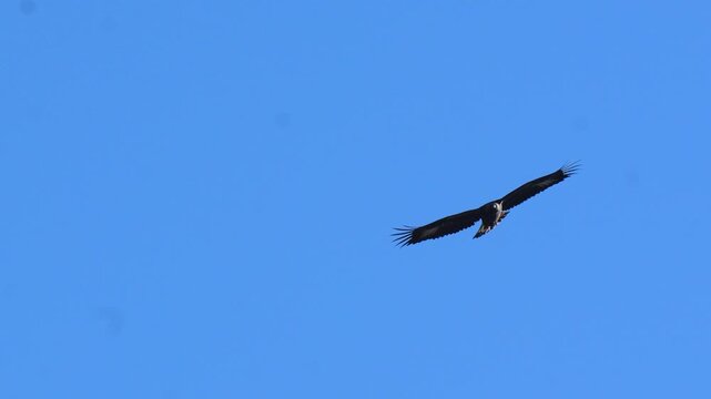 Golden eagle (Aquila chrysaetos) soaring and gliding through a clear blue sky with wings spread wide during a bright day in the wilderness 4k 120fps slow motion footage