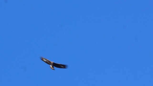 Golden eagle (Aquila chrysaetos)  soaring with powerful outspread wings across a vast clear blue sky during bright daylight in its natural habitat 4k 120fps slow motion footage