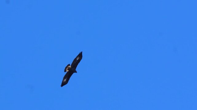 Golden eagle (Aquila chrysaetos) soaring through a clear blue sky with wings spread wide in bright natural daylight 4k 120fps slow motion footage
