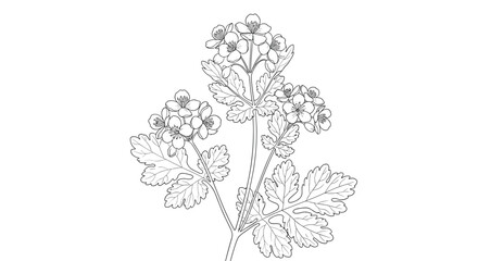 Fototapeta premium Delicate line drawing of a flowering plant with clusters of small blossoms and detailed lobed leaves on a clean white background for botanical art.