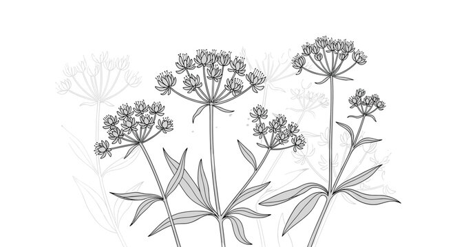 Monochrome illustration of delicate astrantia flowers and leaves on a white background for botanical and floral designs.
