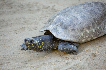 Fototapeta premium A view of a Hamilton's pond turtle, basking on the ground.