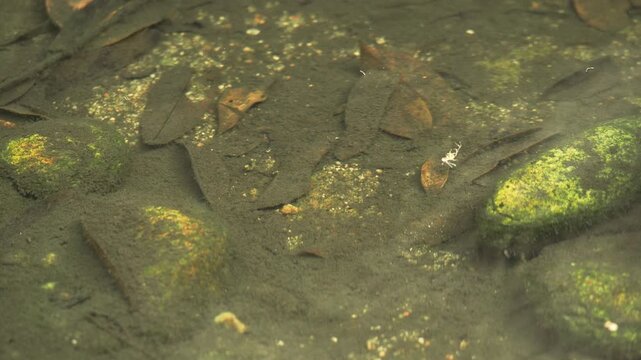 Small fish swimming above fallen leaves on muddy bottom in clear still water