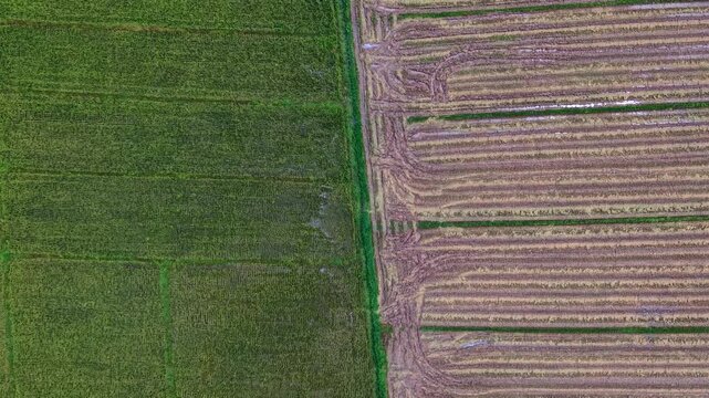 Cinematic aerial top down shot showcasing a perfect symmetry between green crops and harvested soil Features abstract textures and rural water ponds in a productive and quiet eastern region