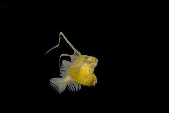 Larval Barred Soapfish in blackwater