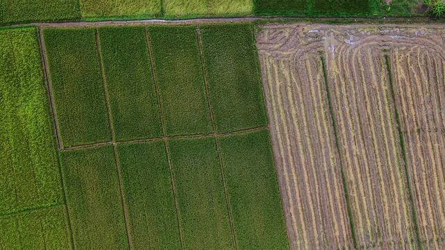 Cinematic aerial top down shot of colorful rice plantations and a country lane Features a perfect geometric grid of green and dry farming plots in a serene and productive eastern territory