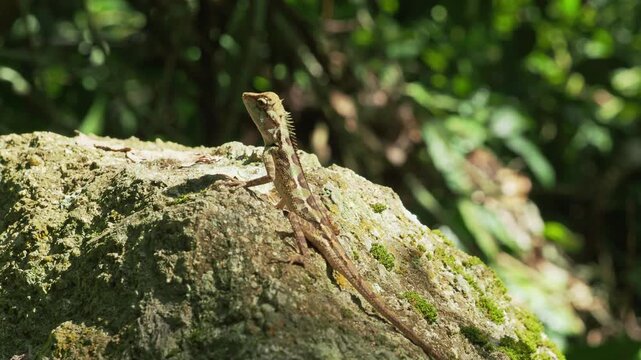 Camouflaged Forest Creature Resting on Sunlit Rock with Detailed Texture