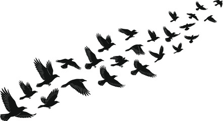Obraz premium Flying Bird Silhouette Flock Collection with Dynamic Wings for Nature Wildlife and Freedom Graphic Design Projects
