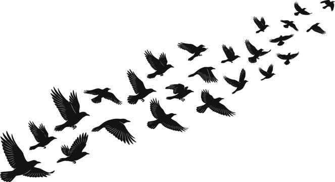 Flying Bird Silhouette Flock Collection with Dynamic Wings for Nature Wildlife and Freedom Graphic Design Projects
