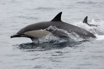Naklejka premium A view of some common dolphin breaching the surface, seen in the Pacific Ocean.