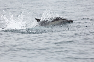A view of a common dolphin breaching the surface, seen in the Pacific Ocean. © DAVID
