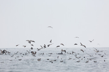 Fototapeta premium A view of a flock of assorted seabirds diving for fish, seen in the Pacific Ocean.