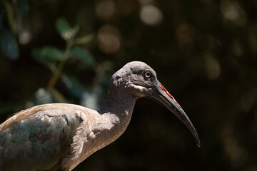 A view of the profil of a hadada ibis. © DAVID
