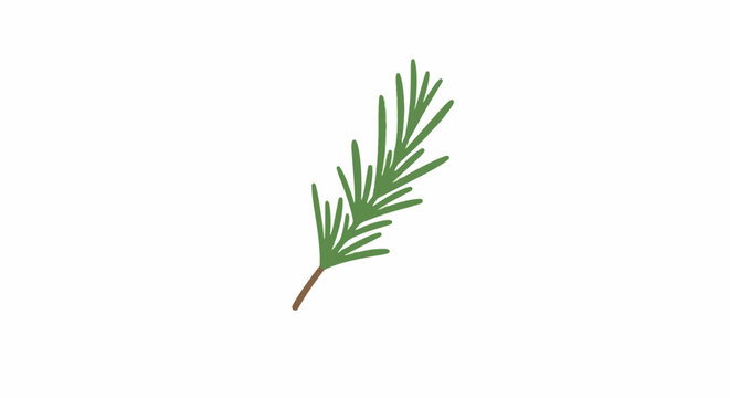 Green herb sprig with small, needle-like leaves on a white background