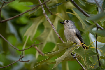 Tufted titmouse perched in leaves © meandershine