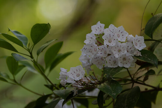 Kalmia in bloom