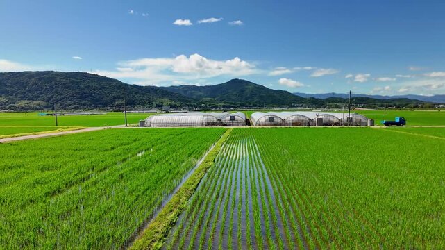益城町の田んぼ