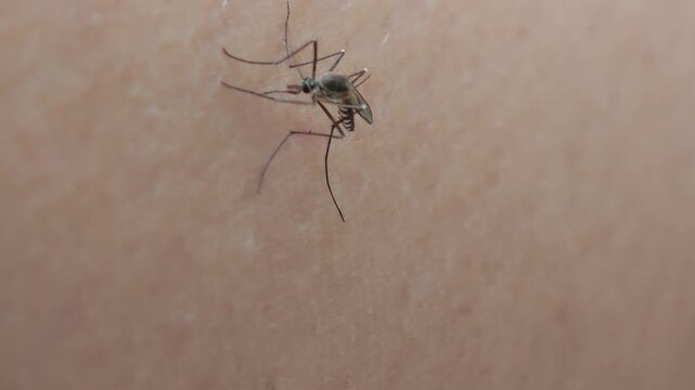 The mosquito is sucking blood.