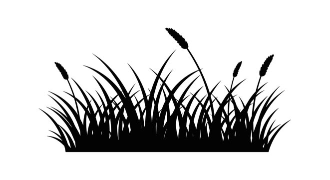 Black silhouette of cattails grass.