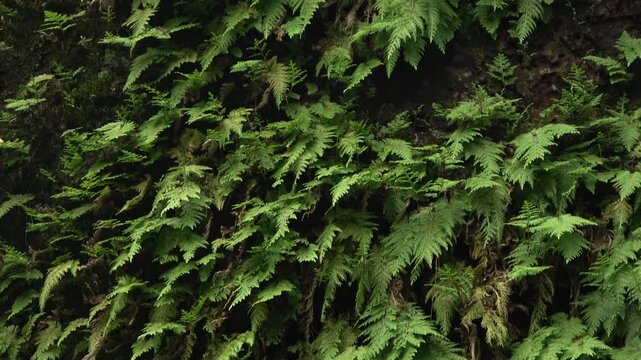 A dense wall of vibrant green fern plants growing closely together, creating a natural textured background of tropical foliage.