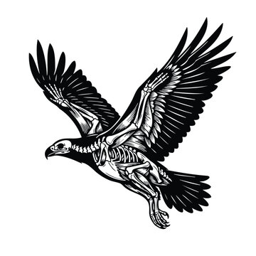 Flying eagle skeleton vector illustration for biology and anatomy concepts.