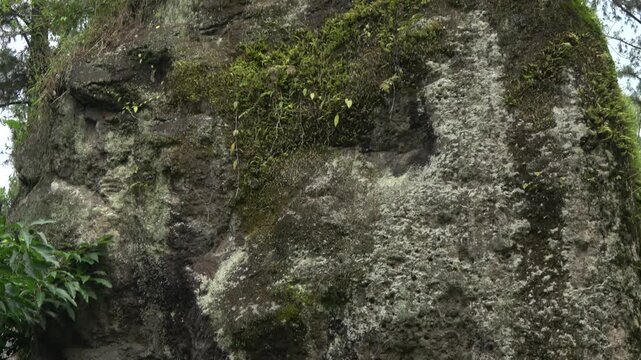 A wide shot of a massive ancient volcanic rock or boulder covered in patches of moss and lichen in a forest setting.
