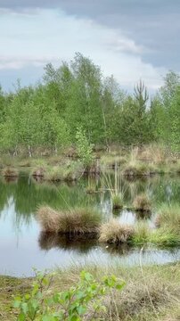 4K Peaceful Spring Moor in Lower Saxony with Silver Birch (Betula pendula) and Blooming Cottongrass (Eriophorum) - Ruhige Fr&uuml;hlingsstimmung in einer norddeutschen Moorlandschaft 