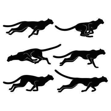 Cheetah Running Silhouette Sequence - Fast Motion Animal Action