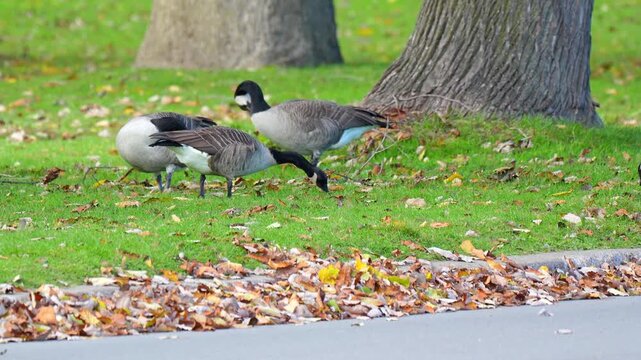 Canada goose (Branta canadensis) group foraging on a lush green lawn covered with fallen autumn leaves in a sunny urban park setting 4k 120fps slow motion footage